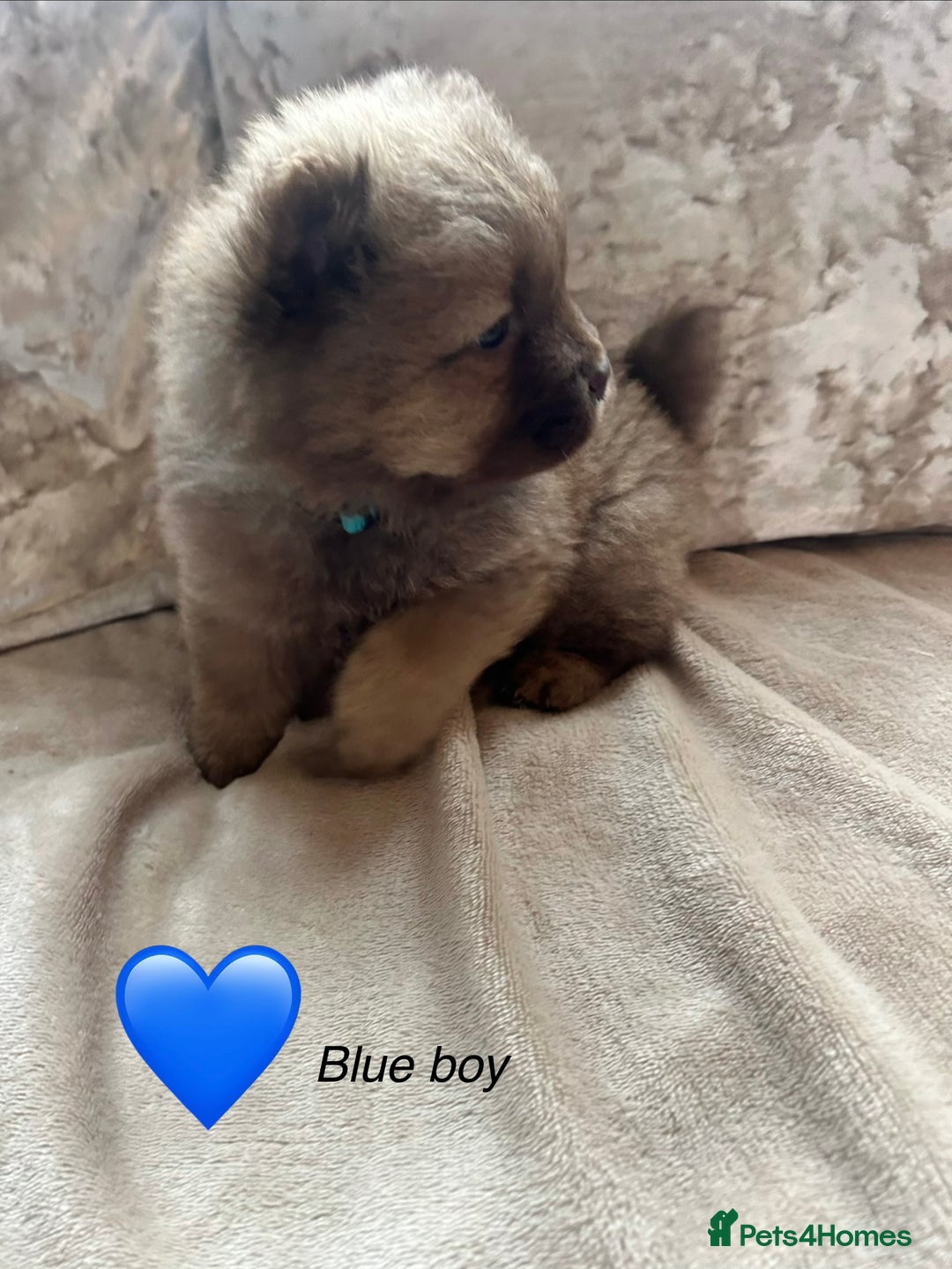 Chow Chow dogs for sale: Beautiful chow chow puppies 🥰 - Advert 6