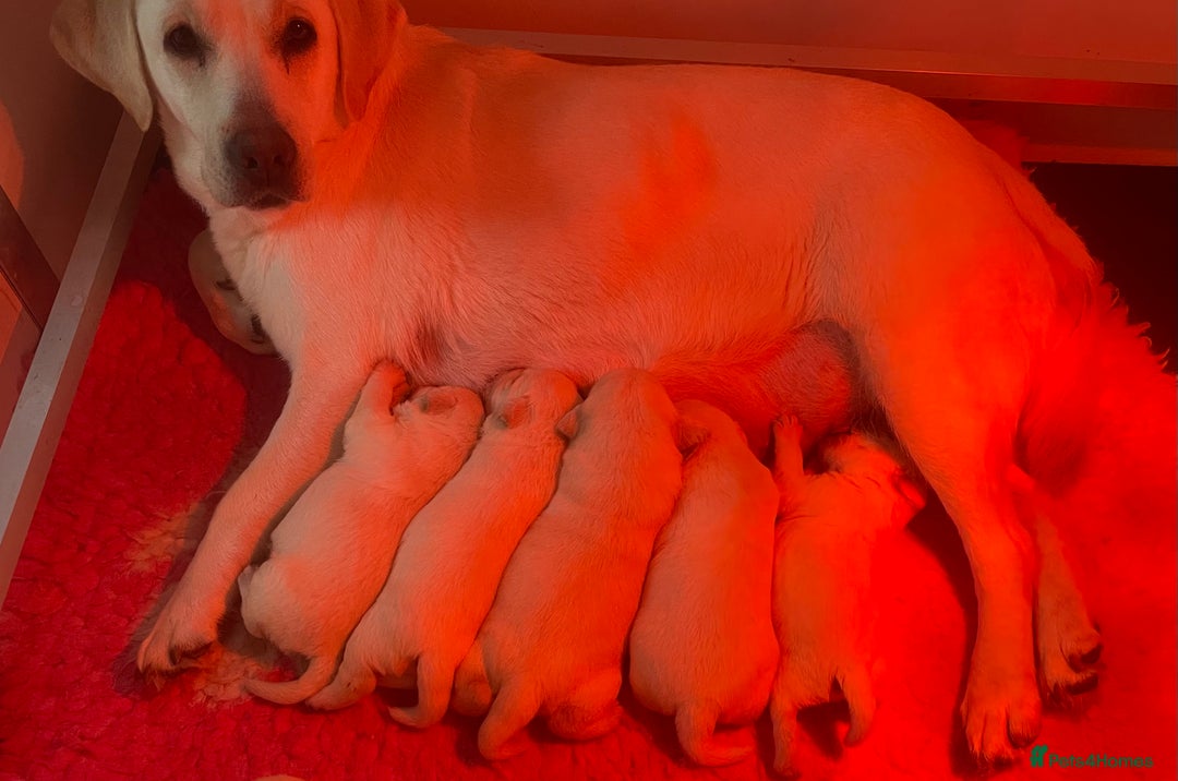 Labrador Retriever dogs for sale: READY NOW - Beautiful Show Type Labrador Puppies - Advert 10