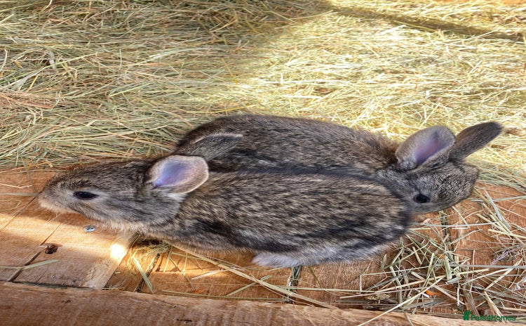 Continental Giant rabbits - Advert 2