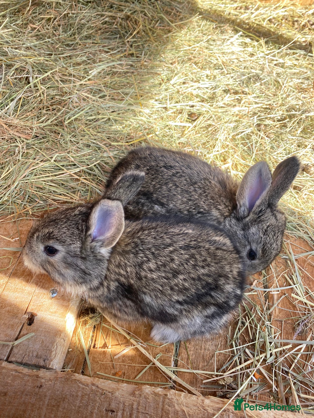 Continental Giant rabbits for sale: Continental Giant- Purebred from Both Parents - Image 1