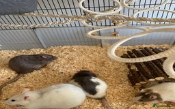 Rat rodents for sale: 4 male rats mixed ages, free to a good home - Image 3