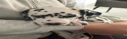 Dalmatian dogs for sale: Dalmatian pups BAER+/+*Ready 24th April** - Advert 7