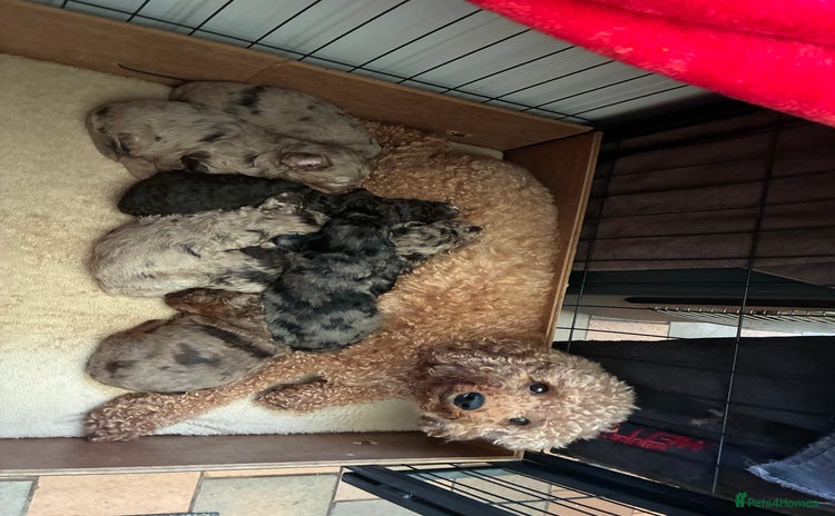 Cockapoo dogs Stunning Cockapoos looking for their new homes - Advert 4