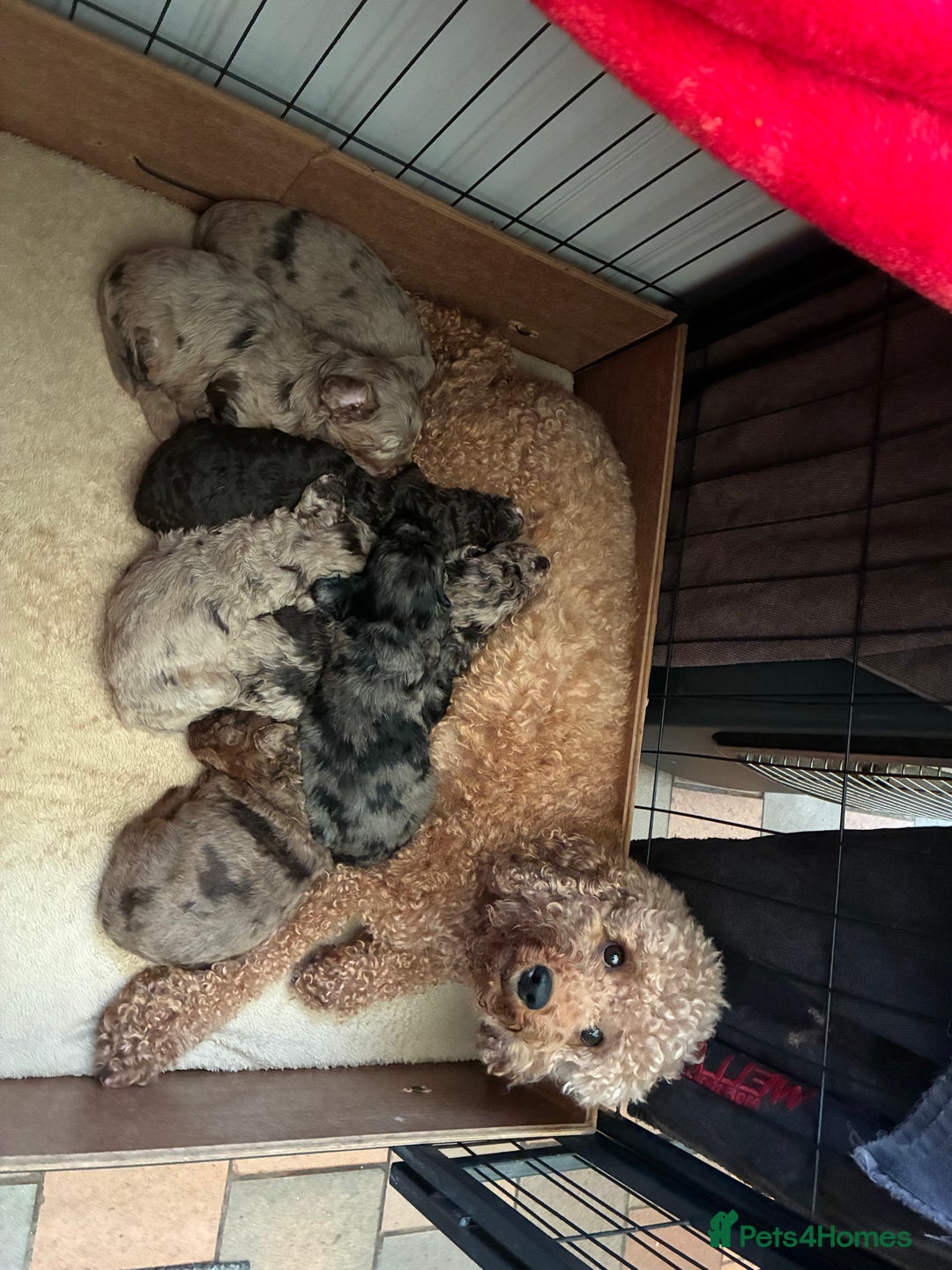 Cockapoo dogs for sale: Stunning Cockapoos looking for their new homes - Advert 1