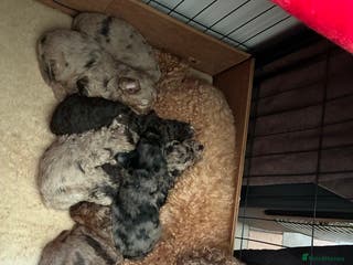 Cockapoo dogs Re advertised due to “change in circumstances” - Advert 13