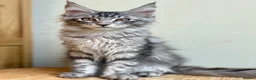 Maine Coon cats for sale: Beautiful Maine Coon kittens - Advert 15