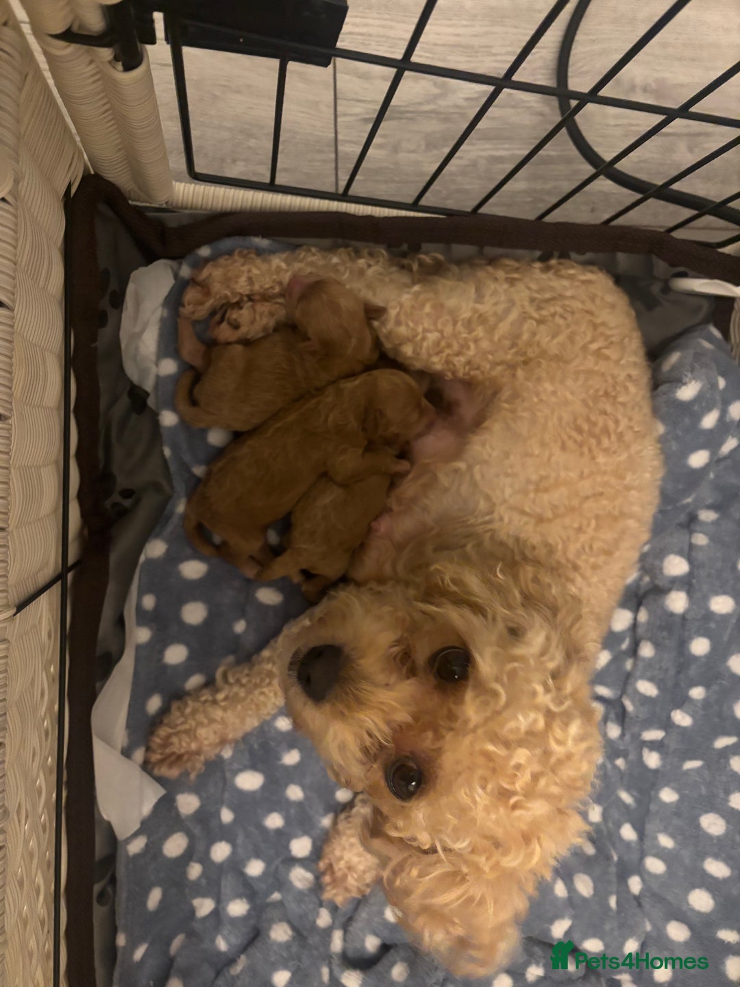 Toy Poodle dogs for sale: Toy poodles for sale - Advert 4