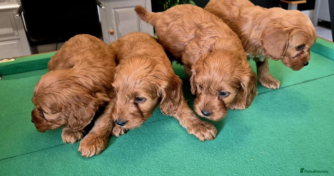 Cockapoo dogs for sale: Cockapoo - Image 21