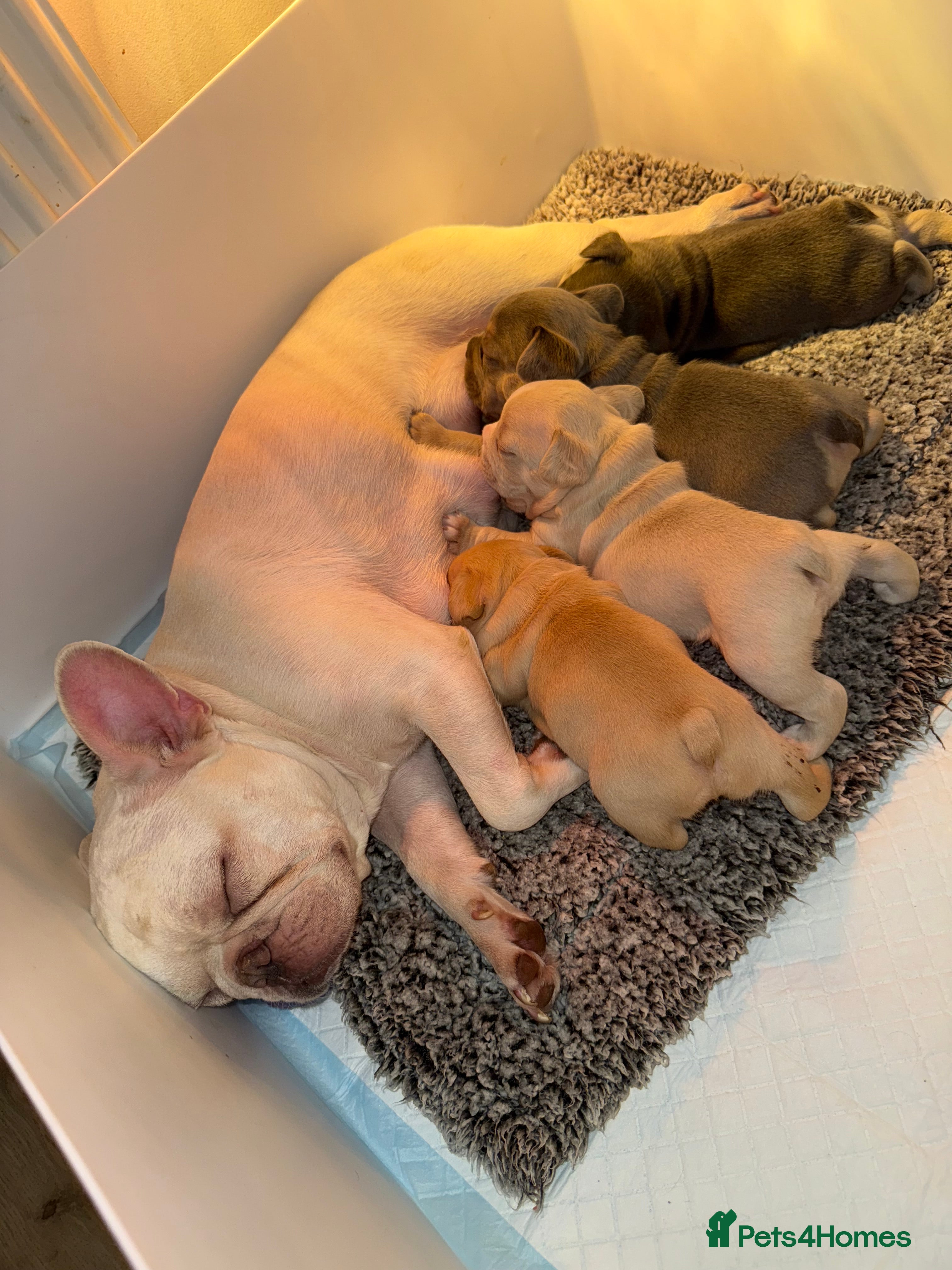 French Bulldog dogs 4 stunning French bulldogs carrying fluffy - Advert 4