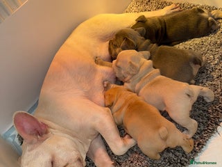 French Bulldog dogs 4 stunning French bulldogs carrying fluffy - Advert 1