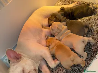 French Bulldog dogs 4 stunning French bulldogs carrying fluffy - Advert 7