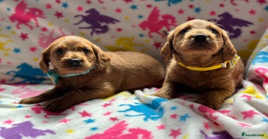 Labradoodle dogs - Advert 4