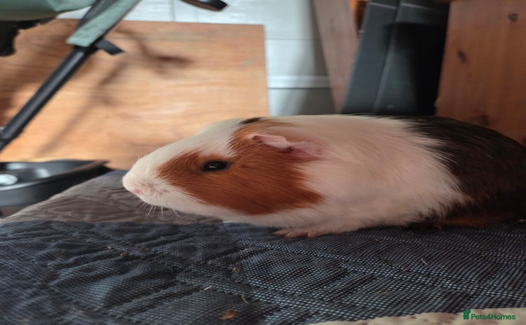 Guinea Pig rodents - Advert 1