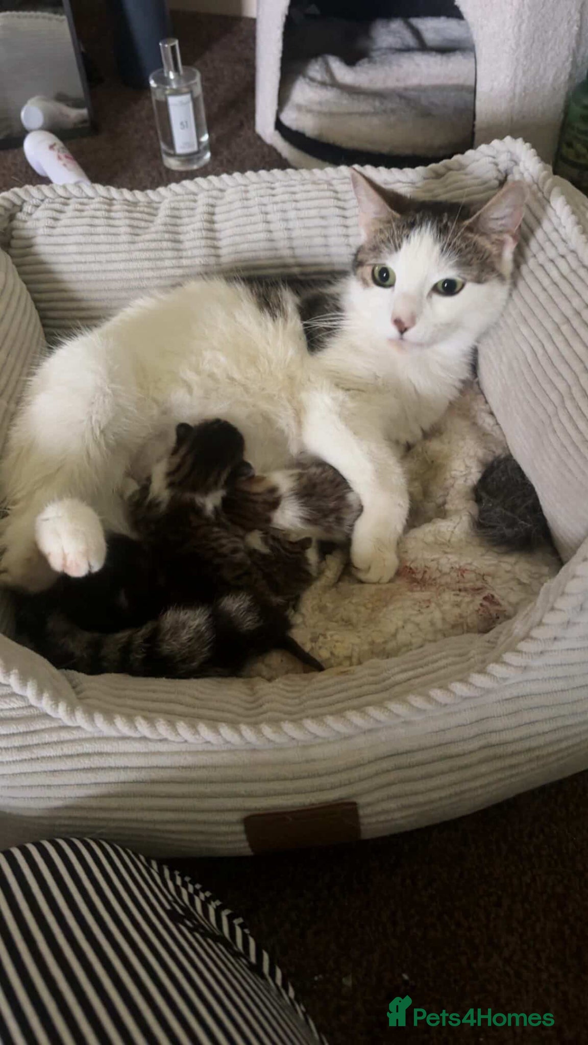 Domestic Shorthair cats Kittens for sale - Advert 1