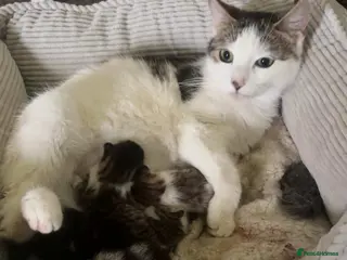 Domestic Shorthair cats Kittens for sale - Advert 1