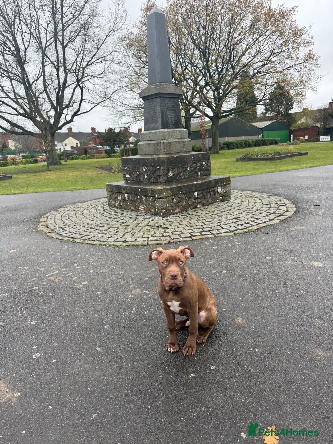 Mixed Breed dogs for sale: Kruz the adventures puppy - Advert 2