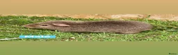 Guinea Pig rodents for sale: Female and male guinea pigs  - Advert 7