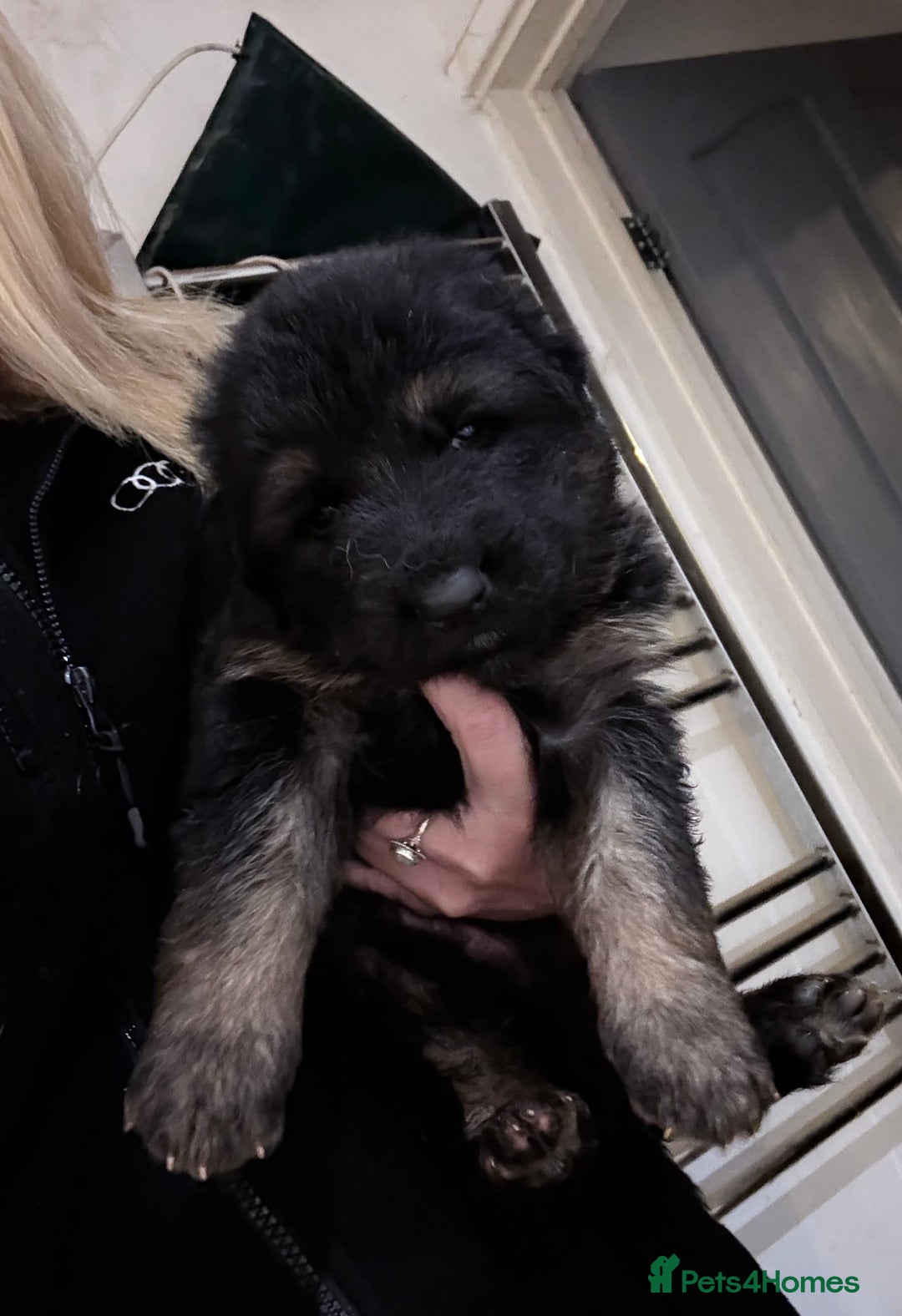 German Shepherd dogs for sale: KC GSD long coat.  Fantastic bloodlines.  - Advert 19