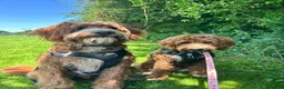 Labradoodle dogs for sale:     Beautiful Labradoodle Needs Loving Home - Advert 4