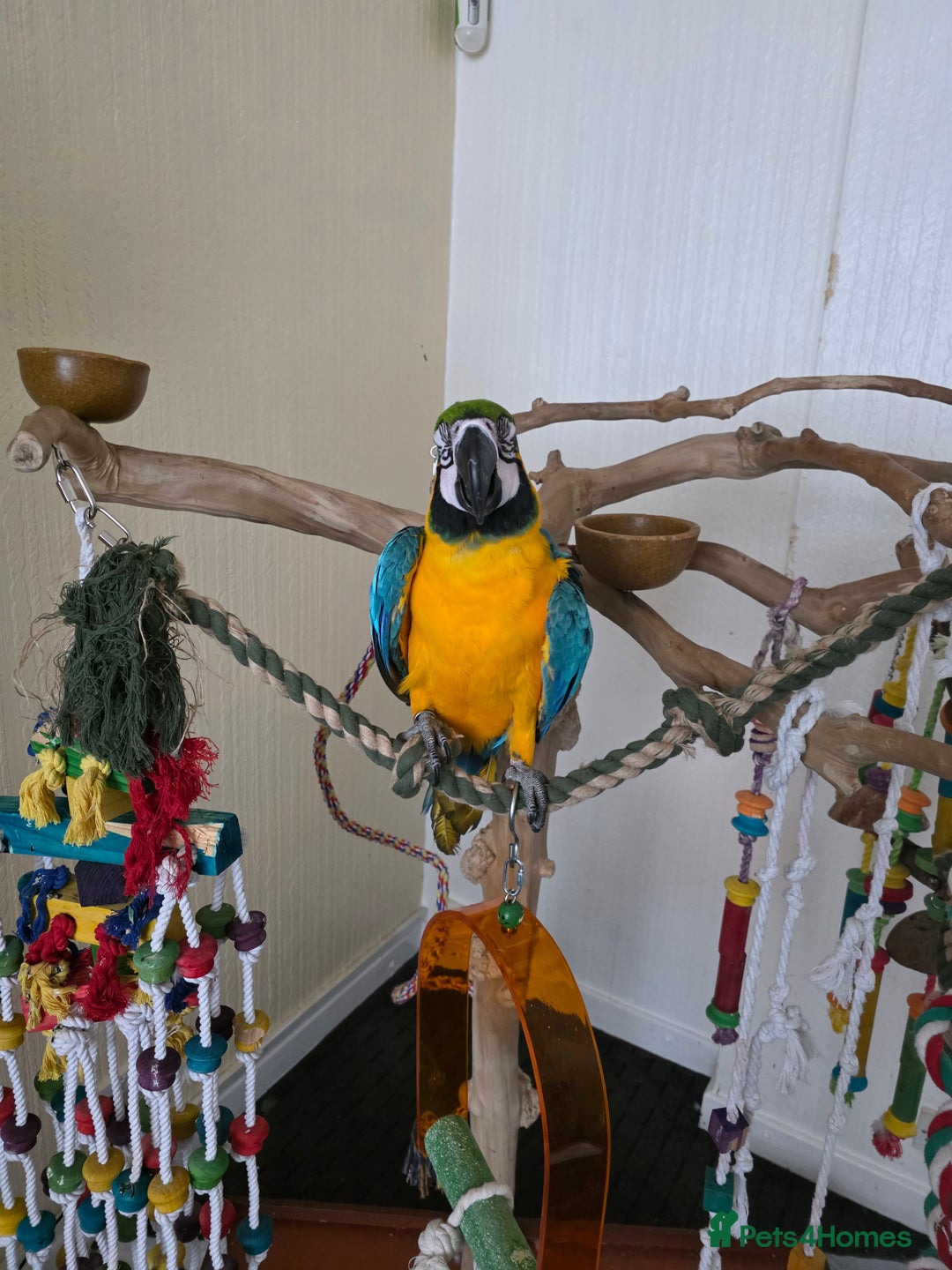 Parrots birds for sale: Baby blue and gold macaw  - Image 7