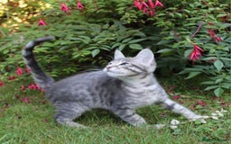 Savannah cats for sale: Stunning Savannahx Maine coons - Image 30