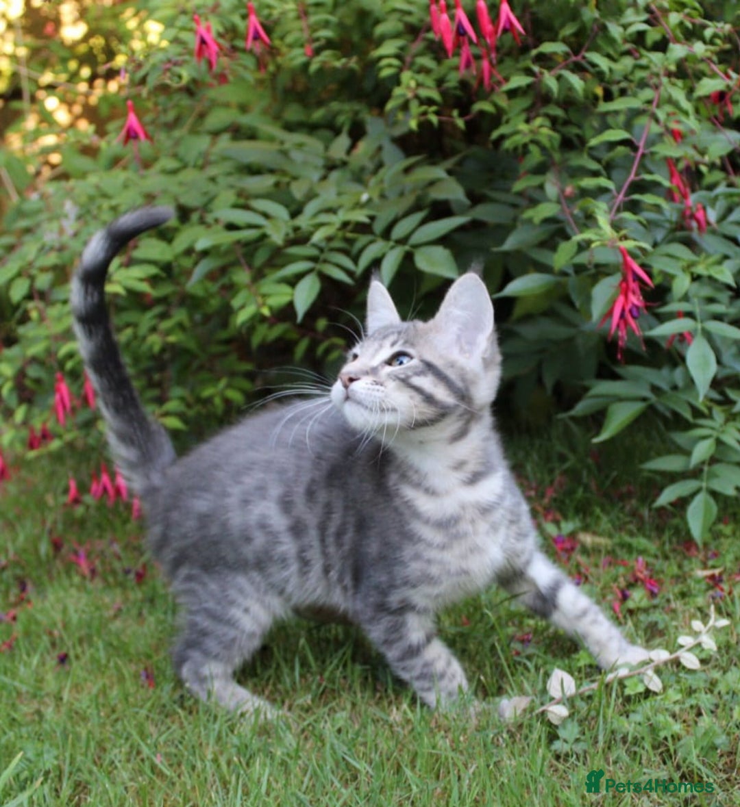 Savannah cats for sale: Stunning Savannahx Maine coons - Image 30