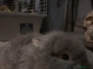 Lionhead rabbits Lion head cross mini lop - Advert 13