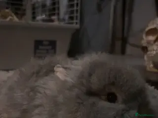 Lionhead rabbits Lion head cross mini lop - Advert 18