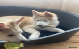 Huskita dogs for sale: Playful Huskita Puppies – Vaccinated & Ready Today - Image 15