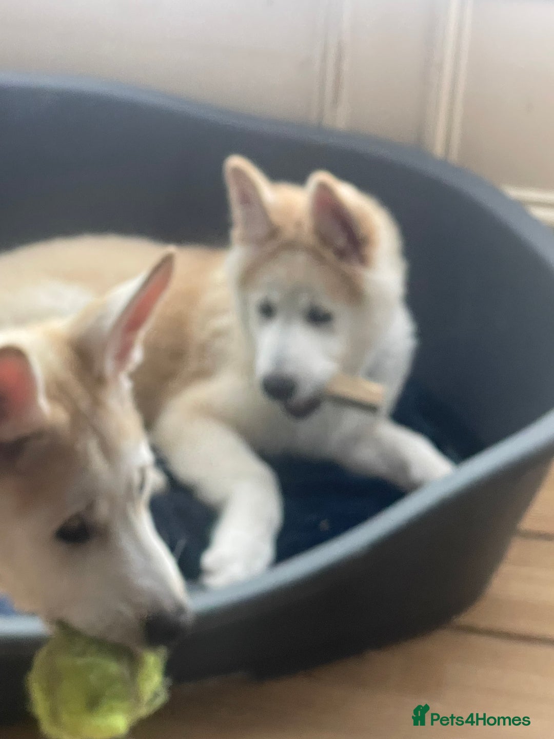 Huskita dogs for sale: Playful Huskita Puppies – Vaccinated & Ready Today - Image 15