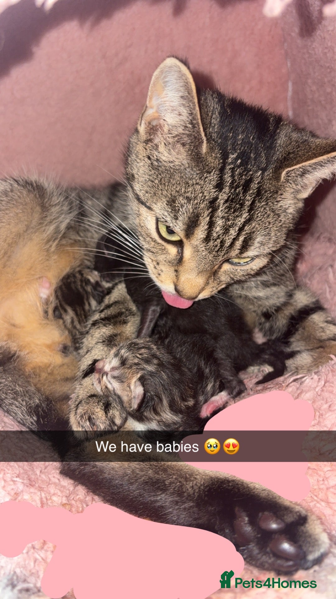 Domestic Shorthair cats 2 beautiful little tabby girls - Advert 4