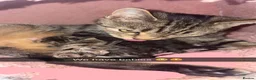 Domestic Shorthair cats for sale: 2 beautiful little tabby girls - Advert 1