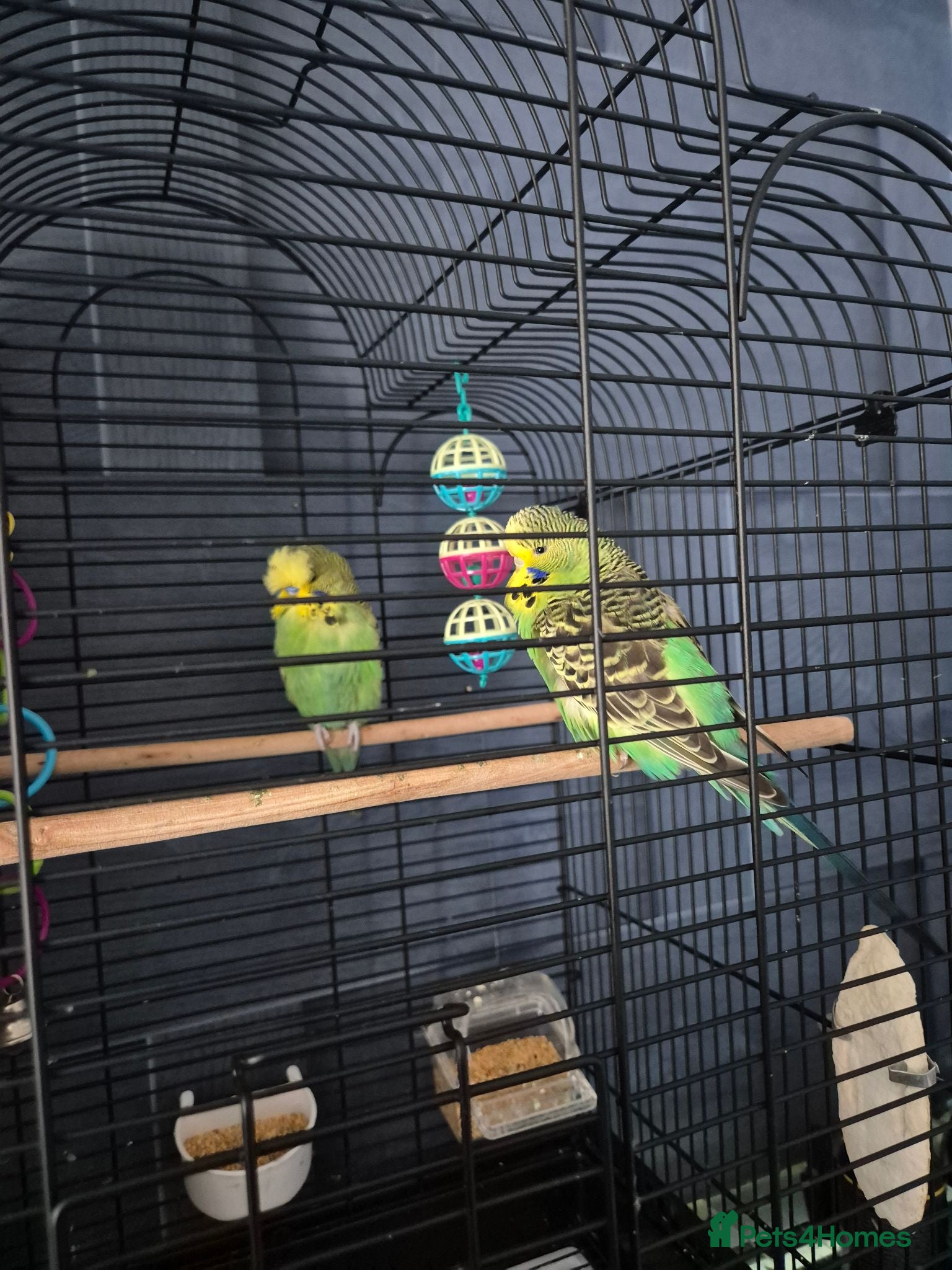 Budgerigars birds 2 budgerigars for sale  - Advert 1