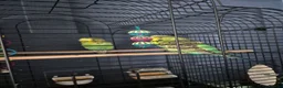 Budgerigars birds for sale: 2 budgerigars for sale  - Advert 1