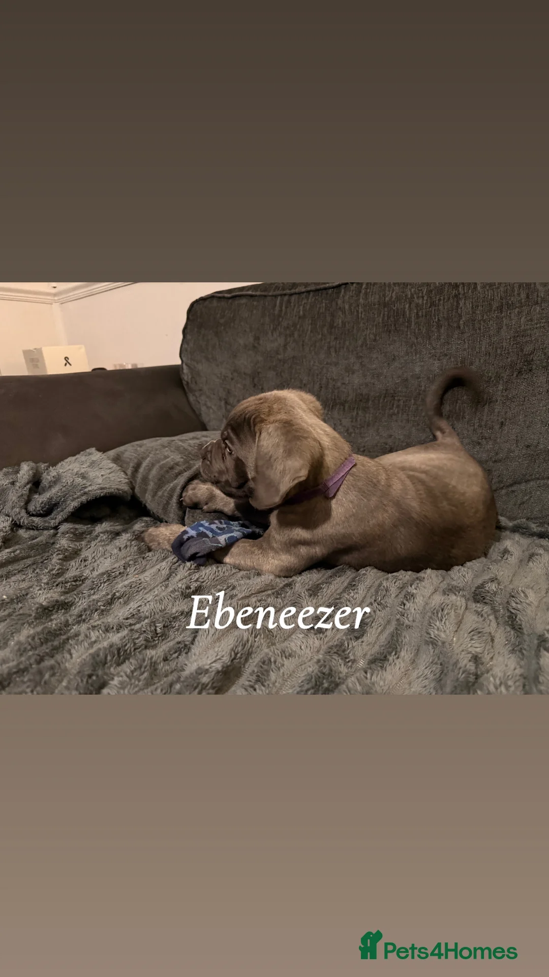 Cane Corso dogs for sale: Blue/lilac cane corsos  - Advert 11