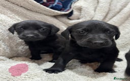 Labrador Retriever dogs for sale: Labrador Pups - Image 4