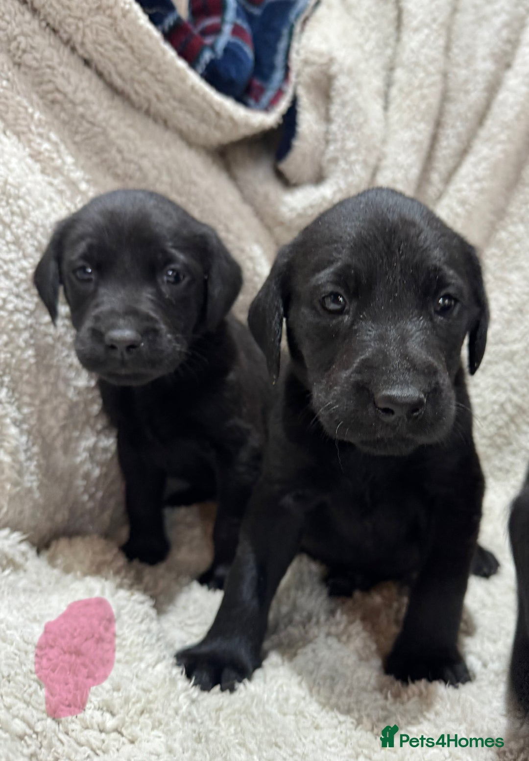 Labrador Retriever dogs for sale: Labrador Pups - Image 4