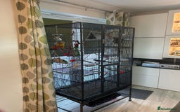 Conures birds for sale: Pineapple Green Cheek Conure - Image 2
