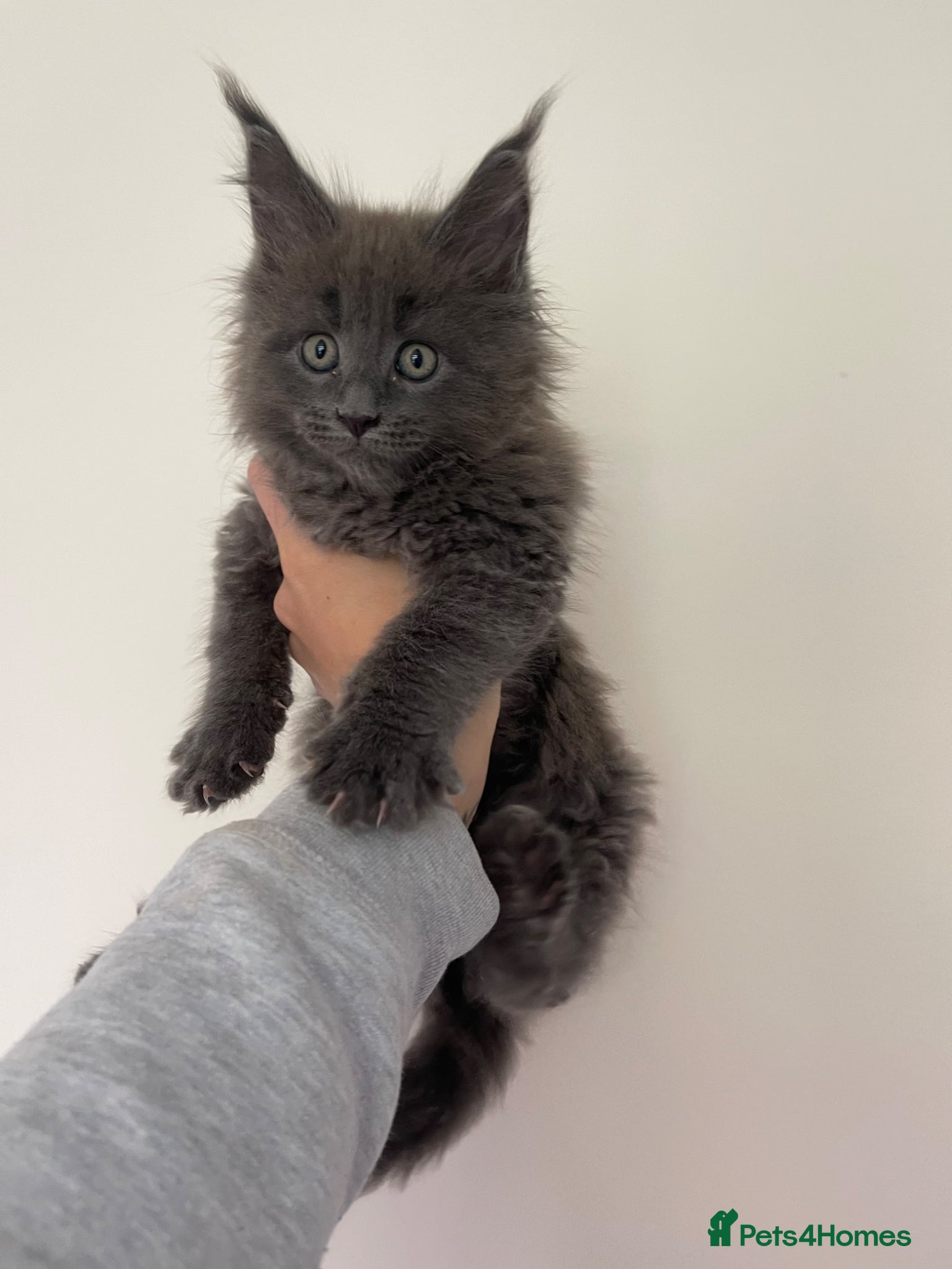 Maine Coon cats 🐈‍⬛ GIANT EUROPEAN MAINE COON KITTENS 🐈‍⬛  - Advert 2