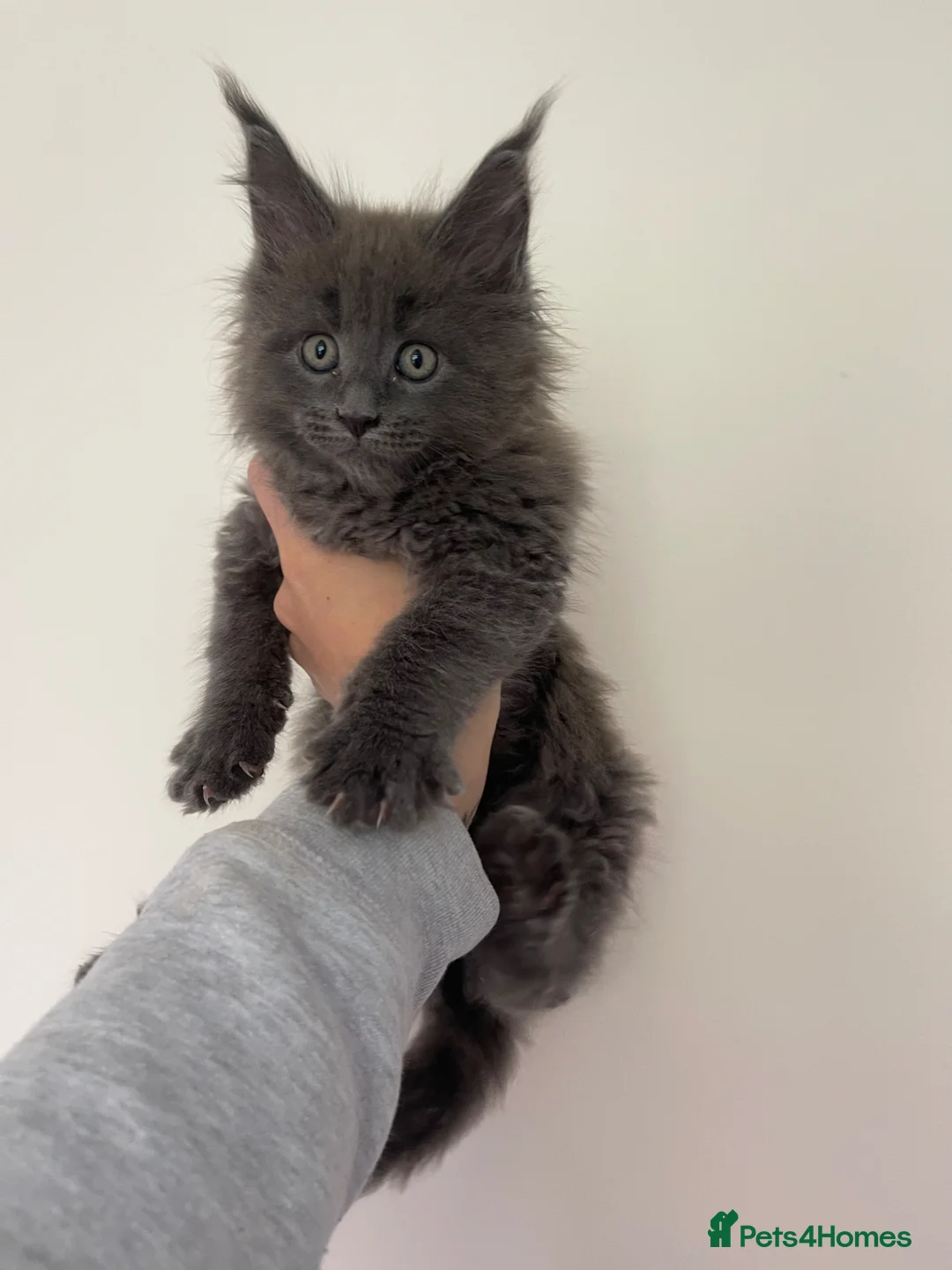 Maine Coon cats for sale: 🐈‍⬛ GIANT EUROPEAN MAINE COON KITTENS 🐈‍⬛  - Advert 2