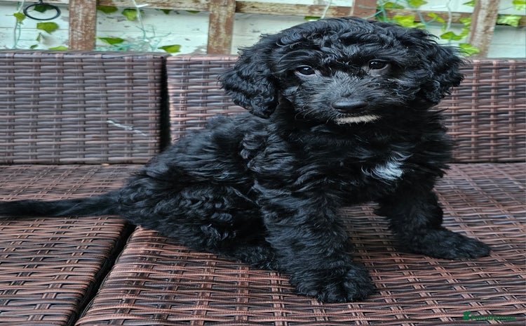 Cockapoo dogs - Advert 8