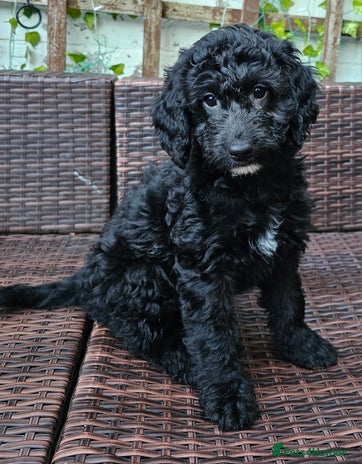 Cockapoo dogs - Advert 8