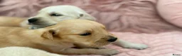 Golden Retriever dogs for sale: Golden Retriever Puppies - Advert 13