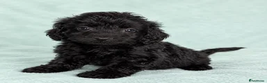 Cockapoo 4