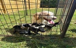 Mixed Breed dogs for sale: Cocker spaniel cross pointer Puppies  - Image 3