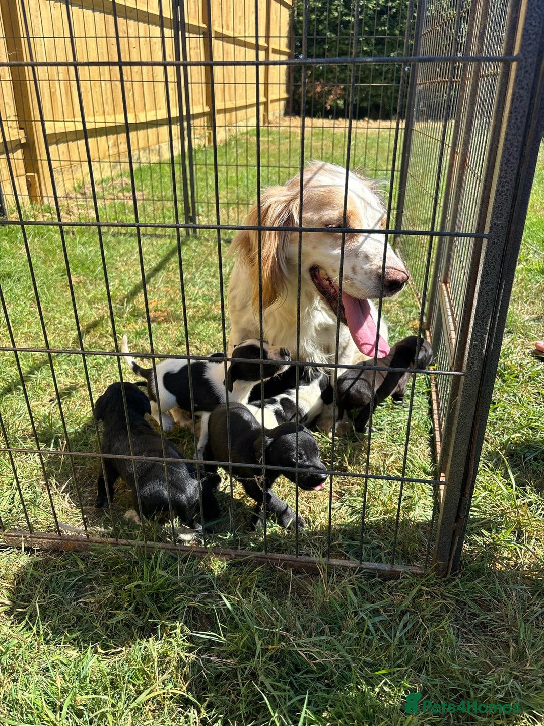 Mixed Breed dogs for sale: Cocker spaniel cross pointer Puppies  - Image 3