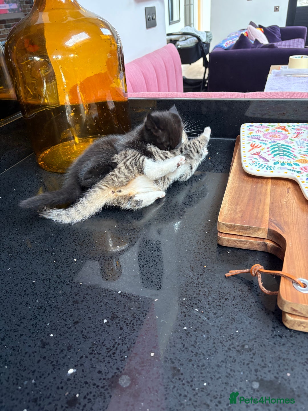 British Shorthair cats for sale: 2 kittens ready now… - Advert 4