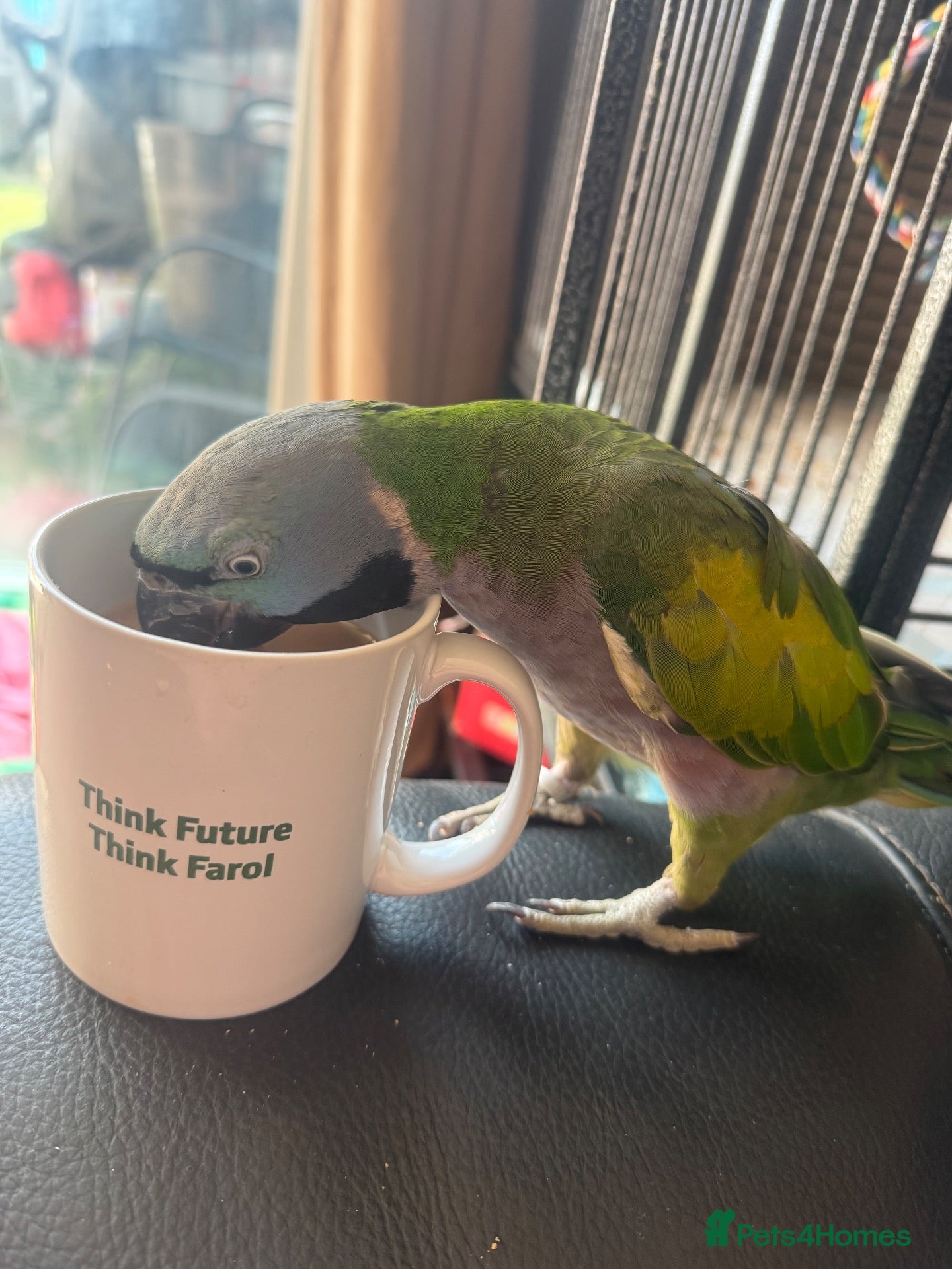 Parakeets birds Female Lord Derbyran (semi tame) - Advert 2