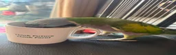 Parakeets birds for sale: Female Lord Derbyran (semi tame) in Aylesbury - Advert 2
