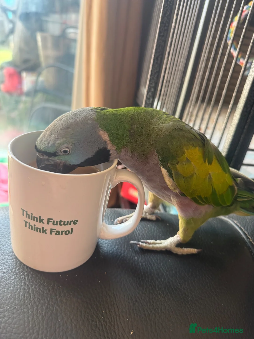 Parakeets birds for sale: Female Lord Derbyran (semi tame) in Aylesbury - Advert 2